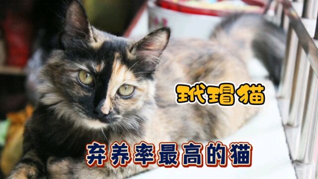 抛弃率最高的猫,它就是玳瑁猫