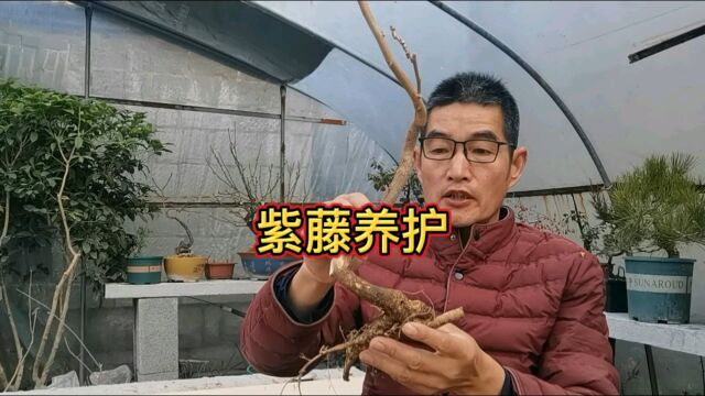 喜欢紫藤的看过来,你想要的这里都有