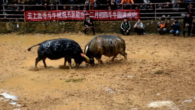 从江县斗牛热点,加民007对阵勤送黑毛王子.