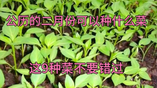 公历的二月份可以种什么菜?这9种菜育苗正合适,大家别忘了