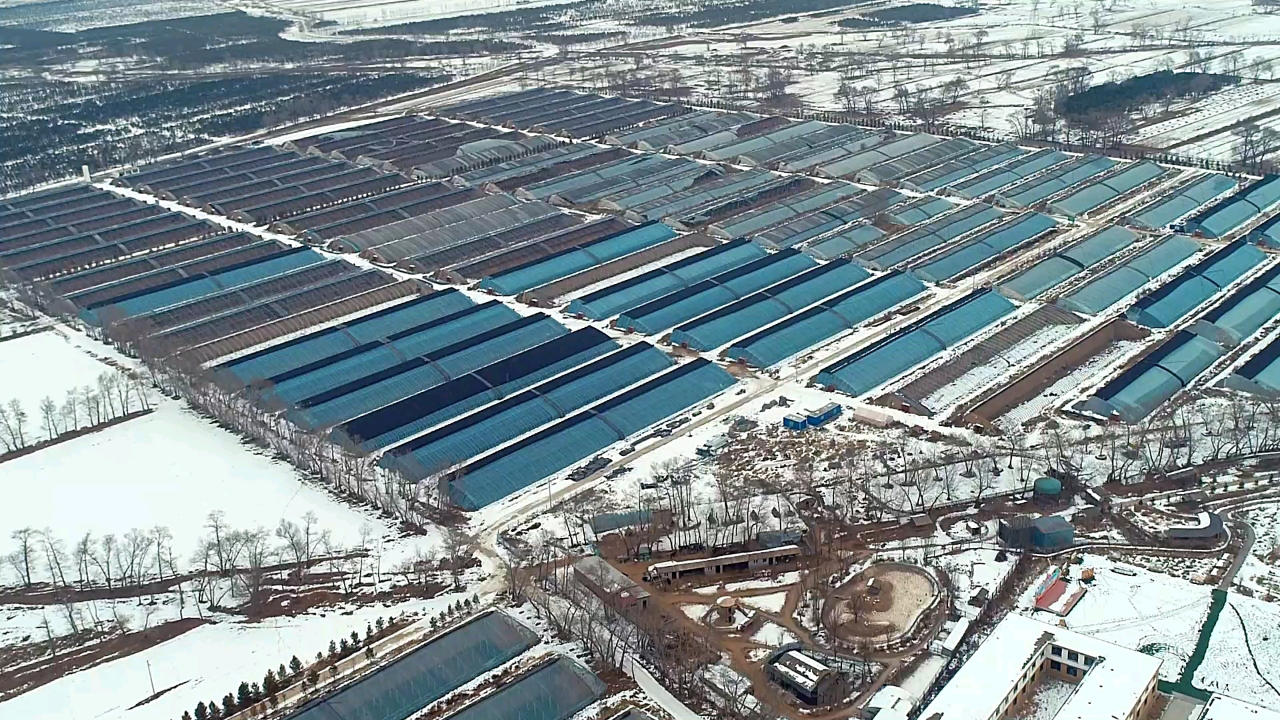 产业兴农看内蒙古丰镇市巨宝庄现代农业发展