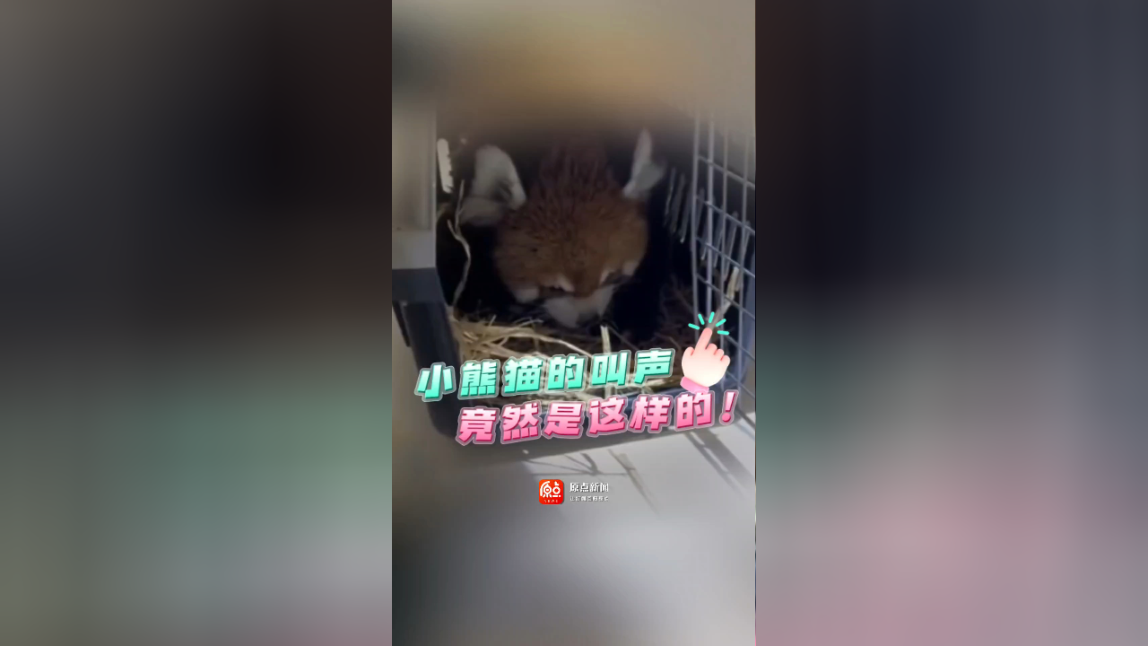 小熊猫的叫声 竟然是这样的!