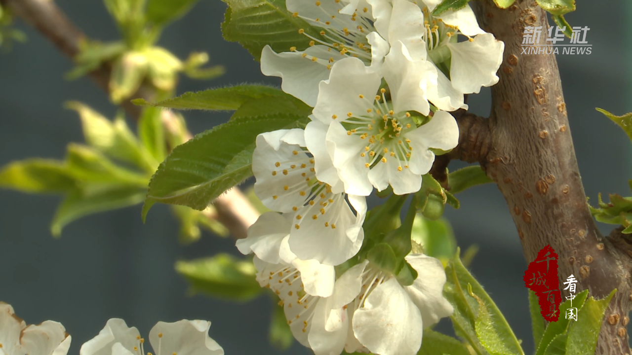 千城百县看中国|河北唐县:樱桃花开 科学管理助丰收