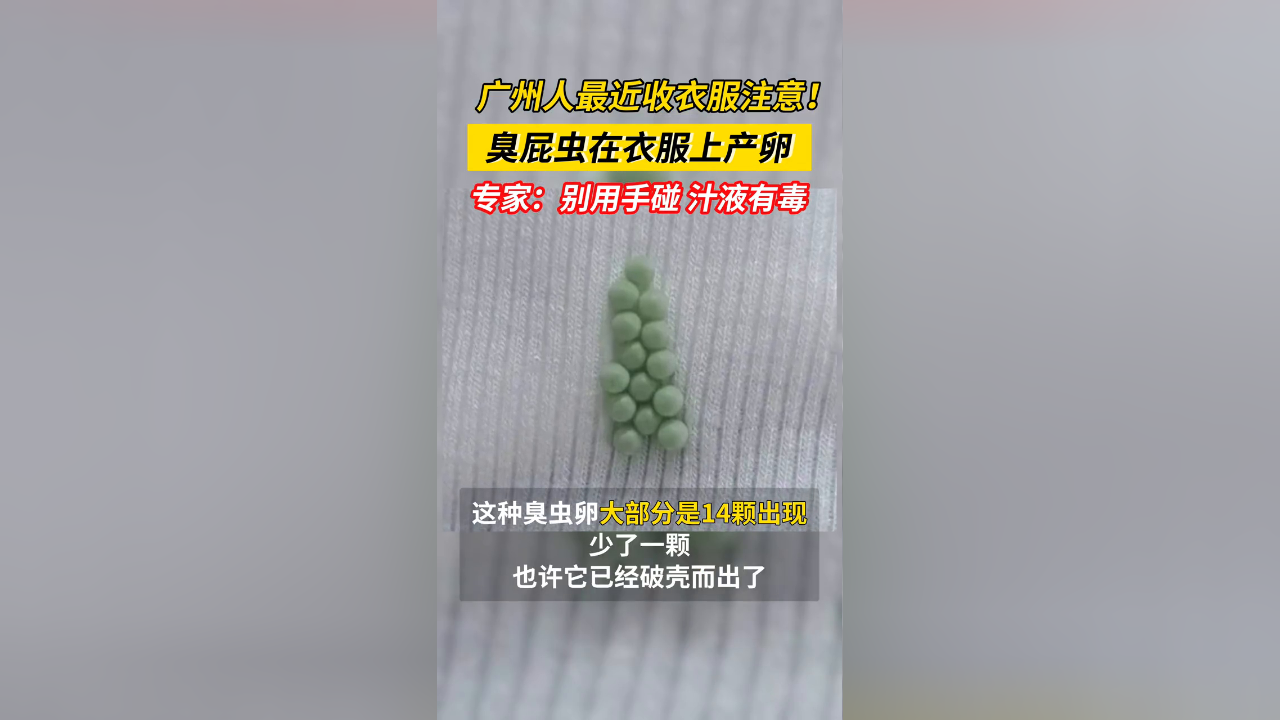 臭屁虫14颗卵图片