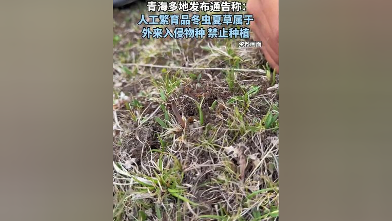 青海多地发布通告称:人工繁育品冬虫夏草属于外来入侵物种 禁止种植