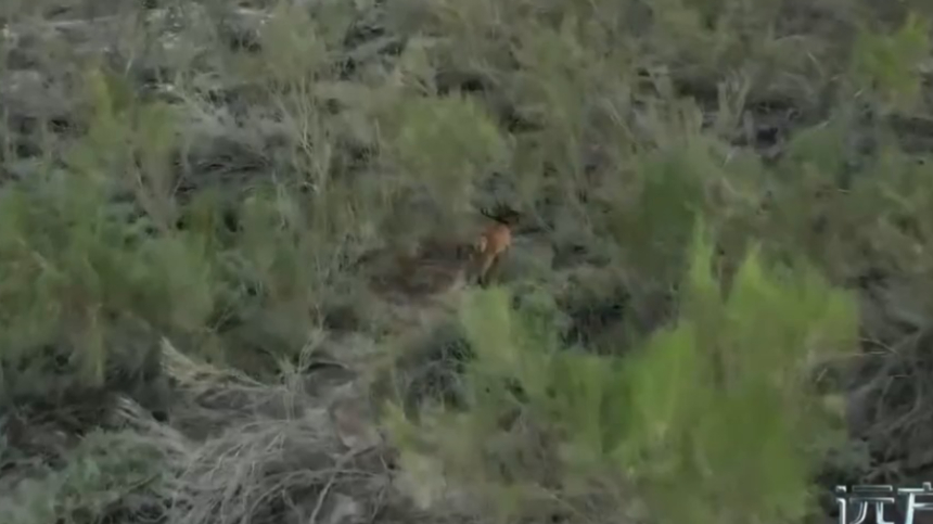 环境差异造就不同体型,艾比湖马鹿相较于天山马鹿更显娇小