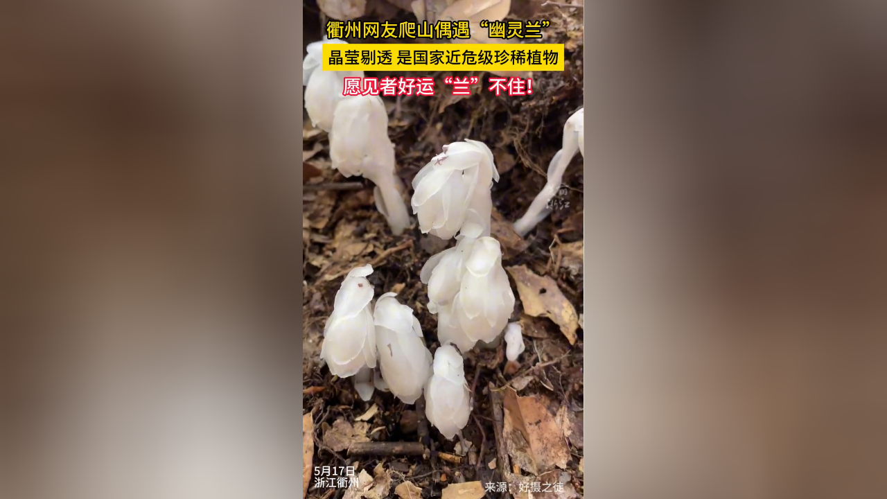 网友登山时发现国家近危级珍稀植物水晶兰,祝见者好运"兰"不住