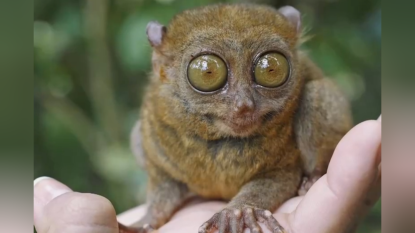 眼镜猴是世界上最小的灵长类动物之一,成年眼镜猴体重只有120克左右