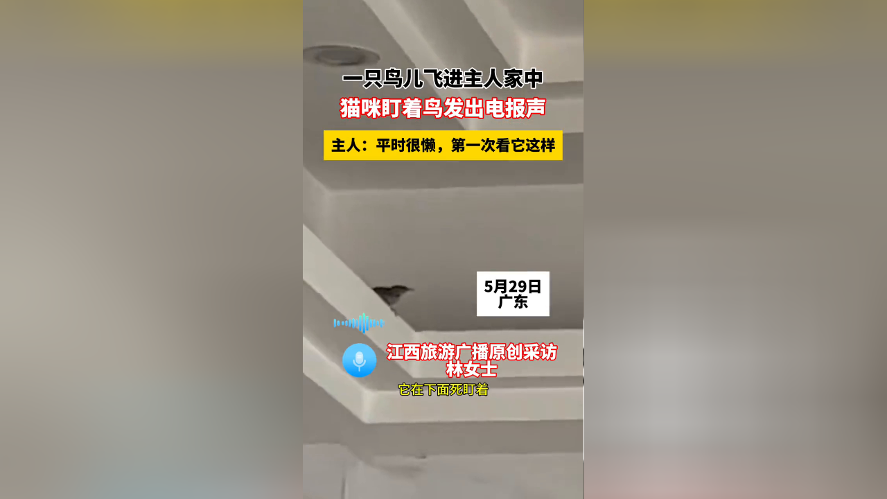 一只鸟儿飞进主人家中,猫咪盯着鸟发出电报声