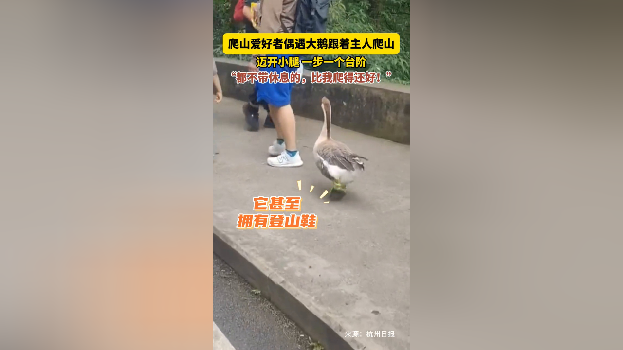 爬山爱好者偶遇大鹅跟着主人爬山,迈开小腿一步一个