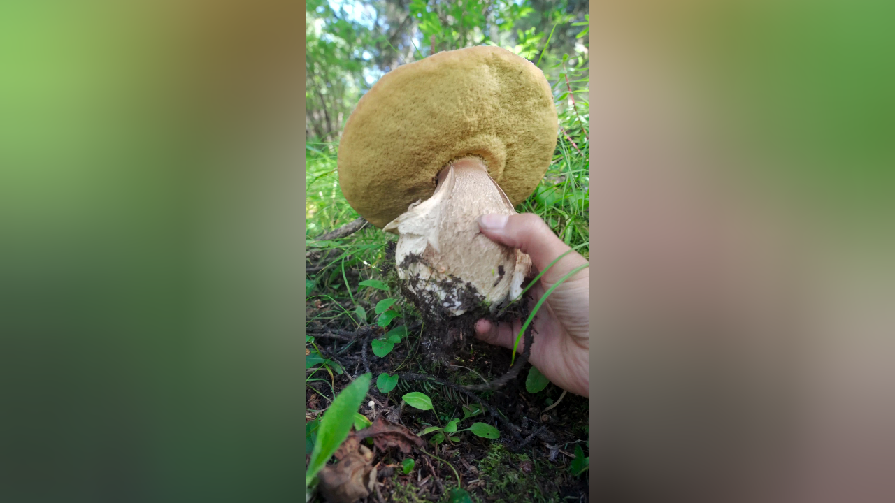 这朵大脚菇太巴适了