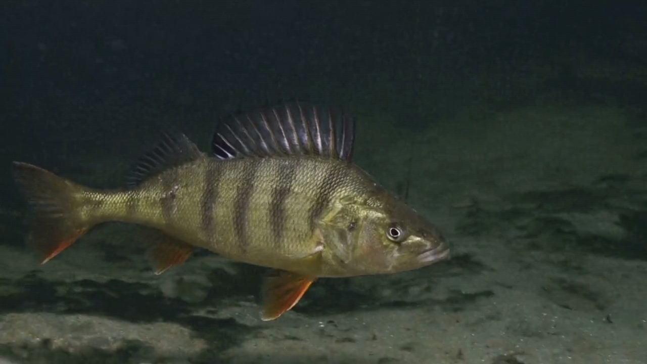 "路亚五道黑",技巧与装备全攻略