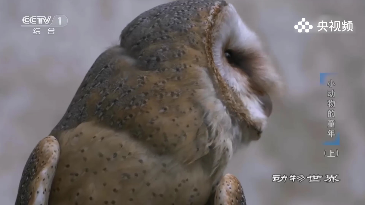 童年综艺回忆杀丨雌狐闻着气味追踪老鼠,老鼠吓得撒腿