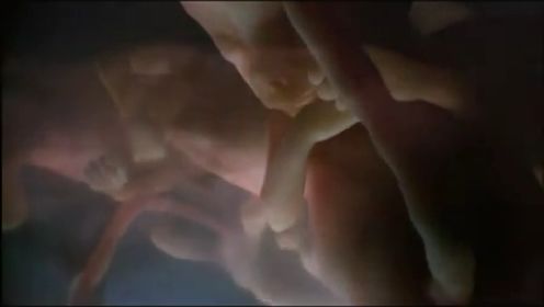 《子宫日记》：3D动画呈现同卵多胞胎受孕过程