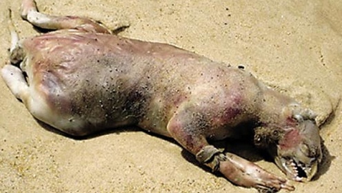 纽约长岛海滩发现"蒙托克怪兽" 长尖嘴手指细长