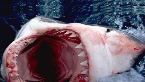 《大白鲨3》精彩片花 恐怖白鲨袭击人类