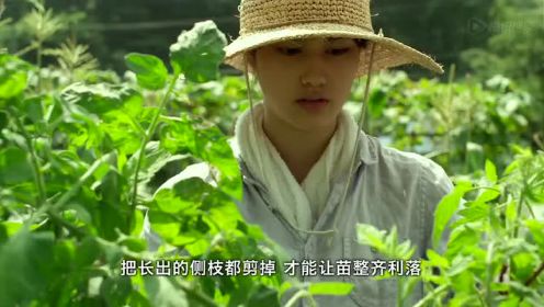 精彩片段：美女传授如何种植收获贮藏完美番茄