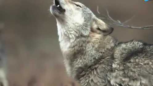 狼群交流基本靠喊，野外发现一大群狼嚎叫“聊天”