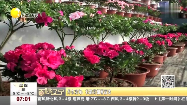 百秒辽宁 丹东宽甸:杜鹃花棚春意浓