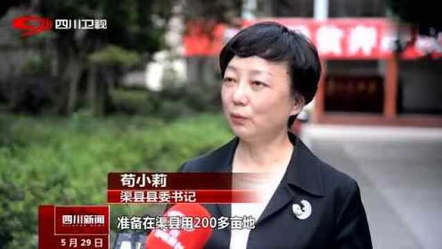 渠县:小黄花里孕育的金字招牌