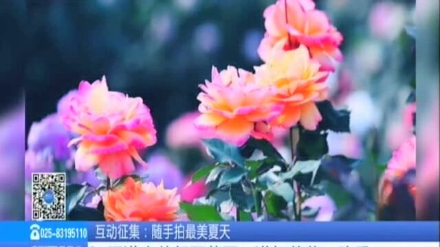 江阴满庭芳郊野花园:满架蔷薇一院香