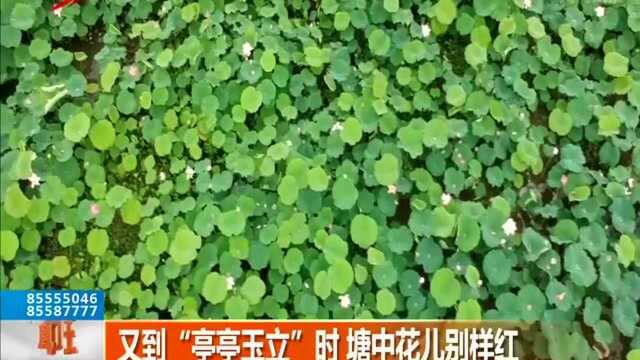 又到“亭亭玉立”时 塘中花儿别样红