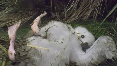 信天翁外出为宝宝捕食 回来时却在一地绒毛中发现它的尸体
