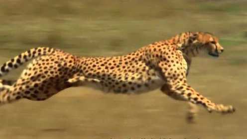 非洲飞毛腿 时速赛高铁 猎豹是如何捕食比自己大几倍的牛羚的？