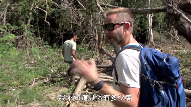 老外亚马逊雨林探险遭遇巨大黄蜂巢,走进一看松了口气