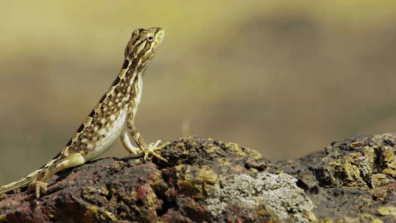 笑死蜥蜴跑步的样子也太滑稽了