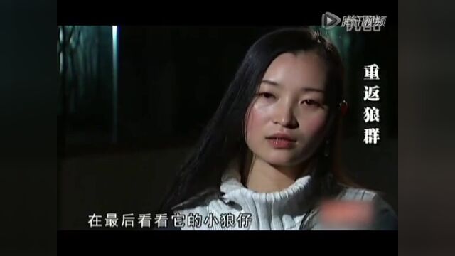 重返狼群:一个美女画家养狼放狼的真实经历高光片段