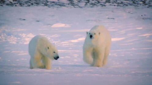 北极熊妈妈努力赶走幼崽，背后原因令人泪目