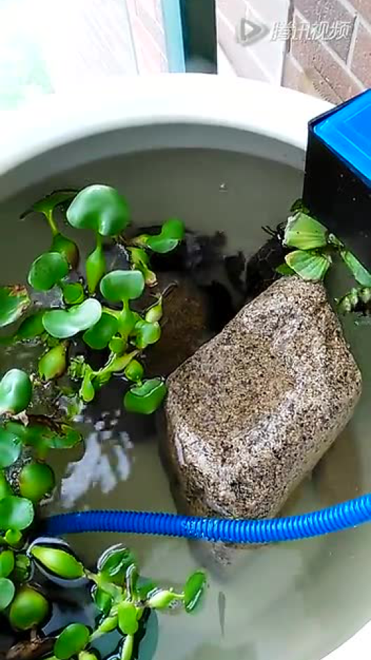 陶瓷缸里深水养的草龟