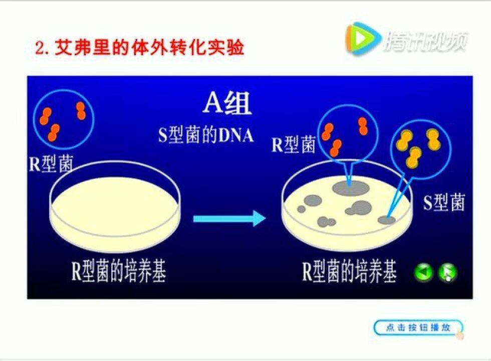 高中生物必修2知识点《肺炎双球菌的体外转化实验》动画_高清1080P在线观看平台_腾讯视频