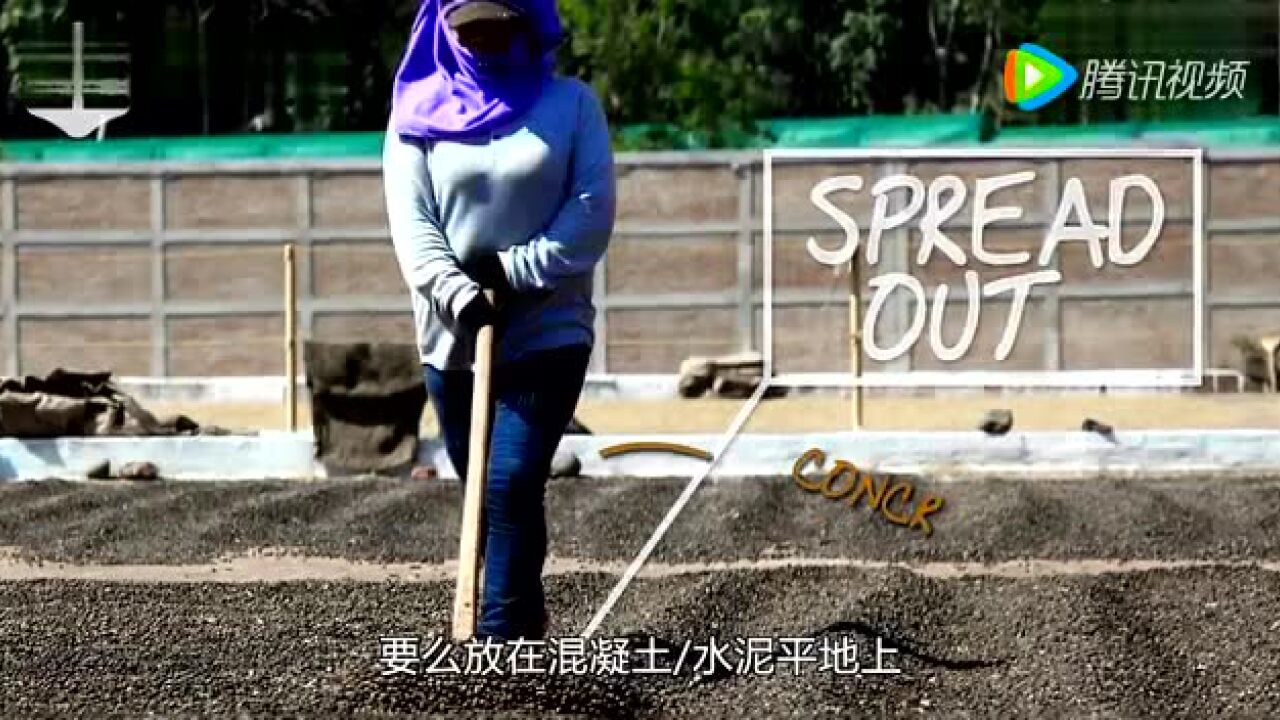 咖啡豆日晒处理法_高清1080P在线观看平台_腾讯视频
