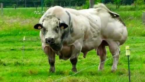 国外农场最强壮的一头牛 这要是发情要祸害多少母牛啊！
