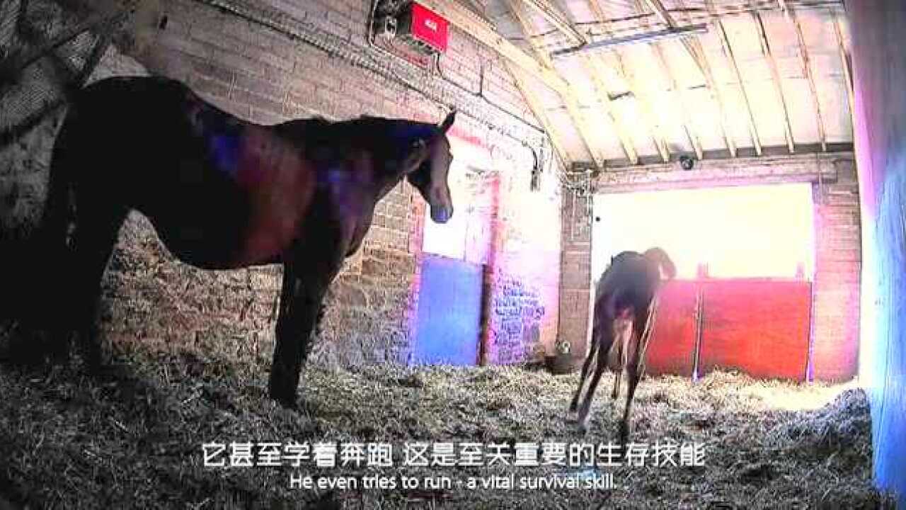 好神奇！母马生小马驹过程，小马生下来就活蹦乱跳了_高清