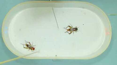 蟋蟀的弓的图片图片