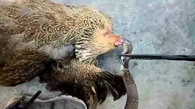 蛇咬鸡1蛇咬鸡3