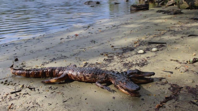 美国男子河岸边发现双头鳄鱼,自拍上网顿时引起网友热议