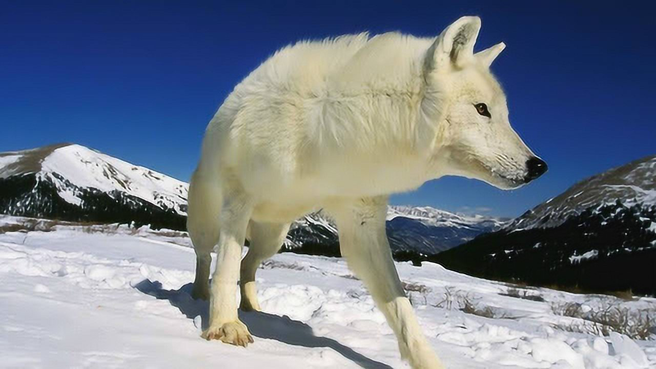 生存不易 寻找走失的北极狼崽