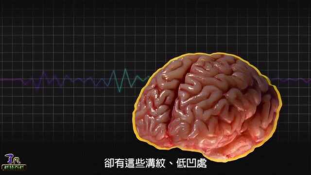 人的大脑皮层为什么是褶皱的?_腾讯视频