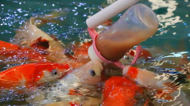 城会玩安徽一公园用婴儿奶瓶喂食金鱼