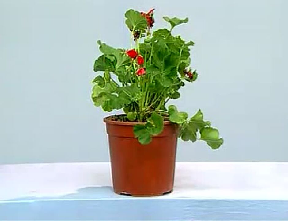 实验10绿叶在光下制造有机物_高清
