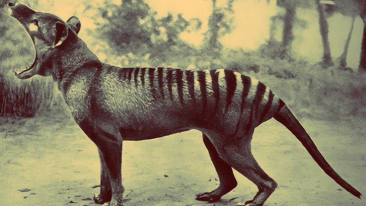 澳大利亚袋狼新发现图片