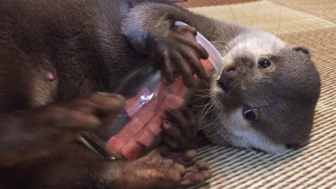 吃货水獭为了要口吃的各种的卖萌_腾讯视频