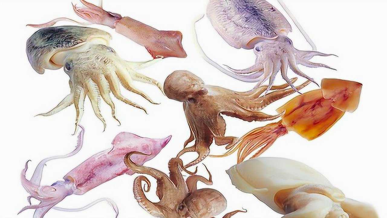 章鱼,墨鱼和鱿鱼到底有什么区别?一半以上的人分不清楚