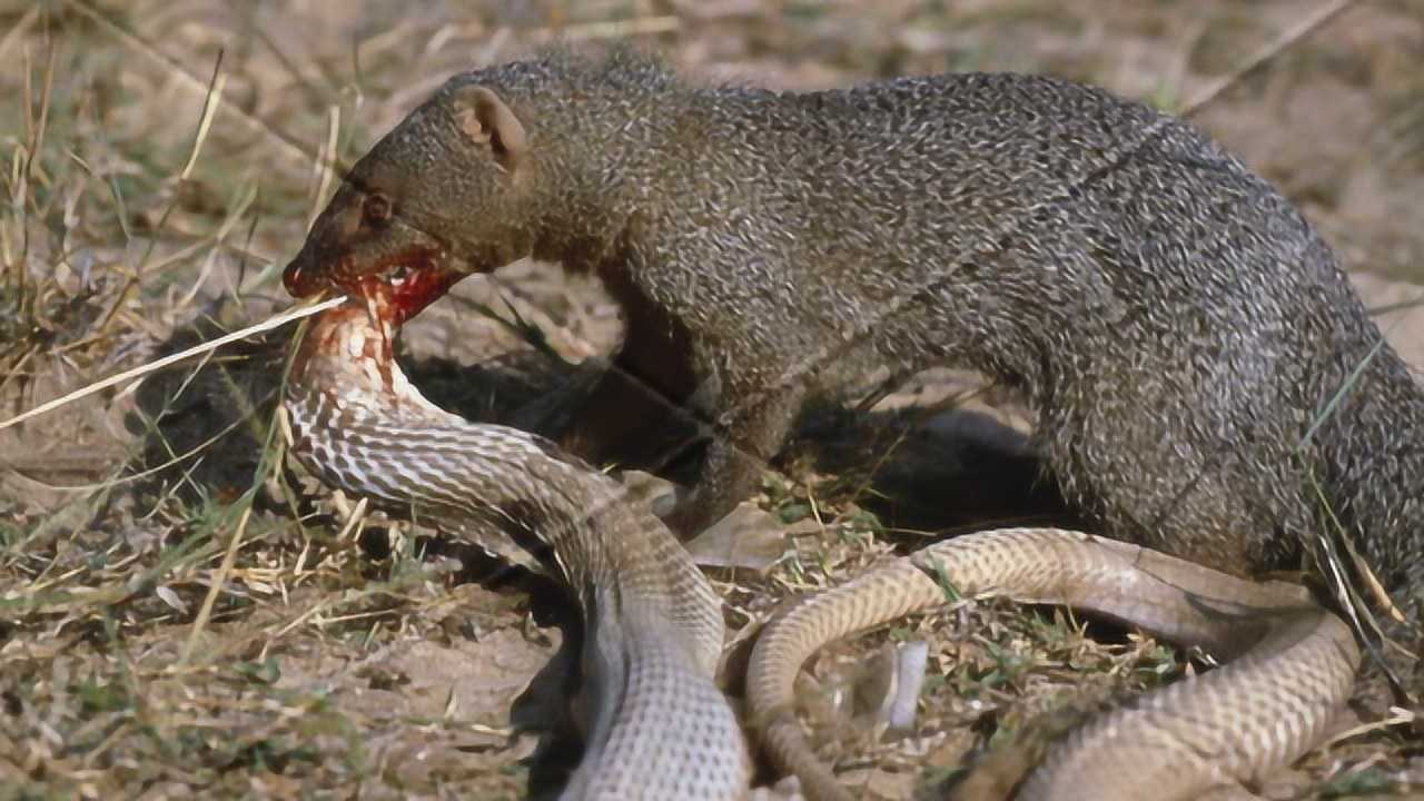 眼镜王蛇vs森蚺巨蟒图片