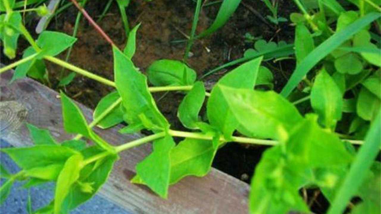 半夜腿抽筋农村称它抽筋草舒筋活血最有效