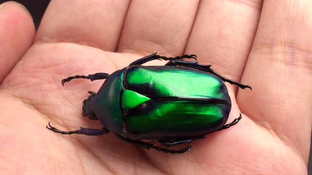 【丽罗花金龟】